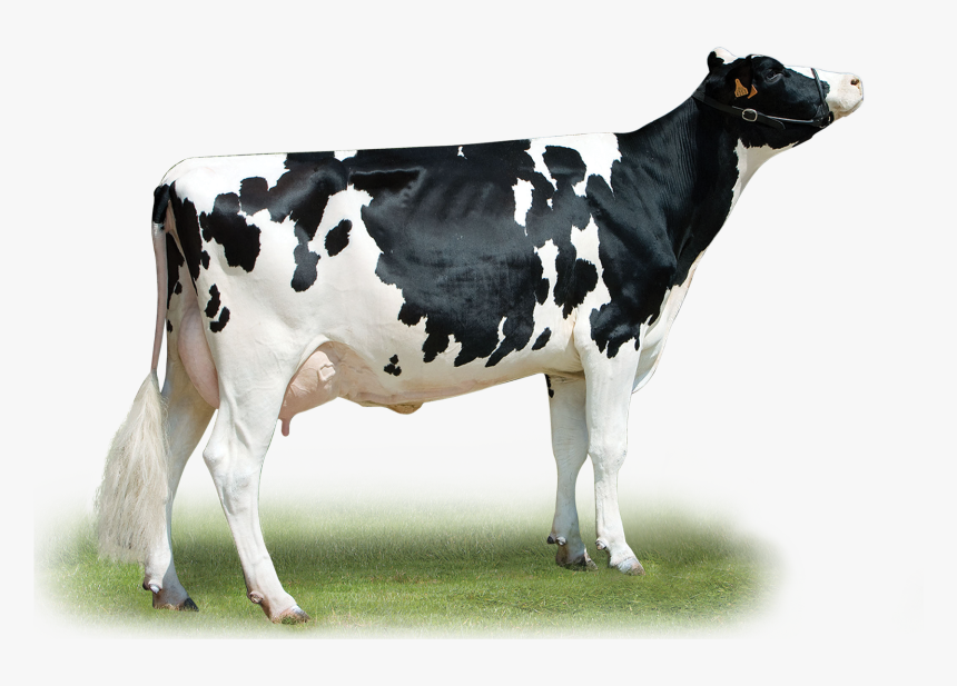 Dairy Cow, HD Png Download, Free Download