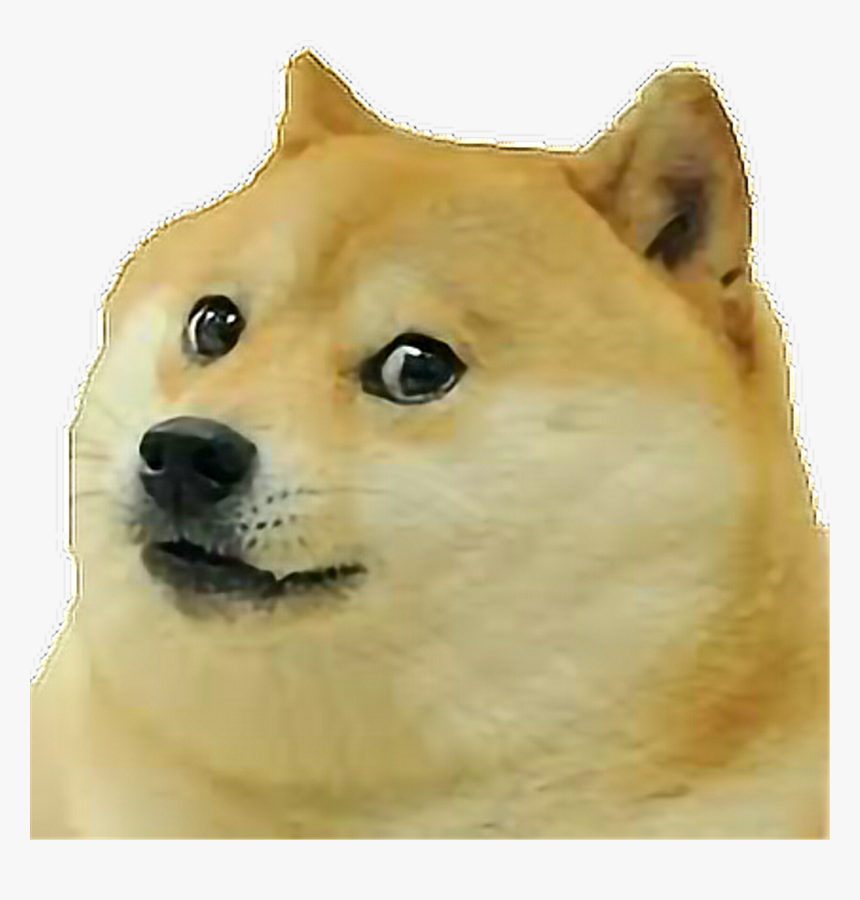 Dog Face Transparent - Dog Meme Face Png, Png Download, Free Download