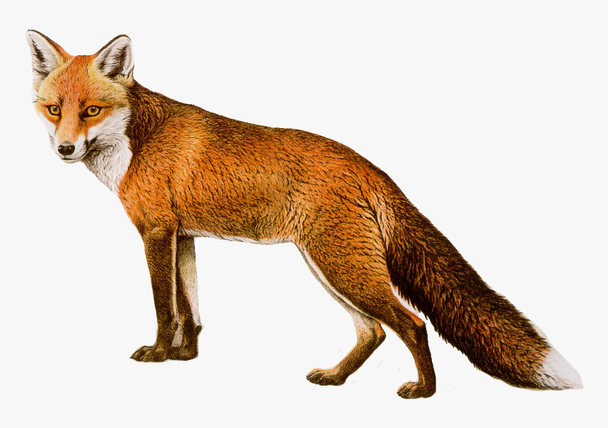 Fox No Background - Transparent Background Fox Png, Png Download, Free Download