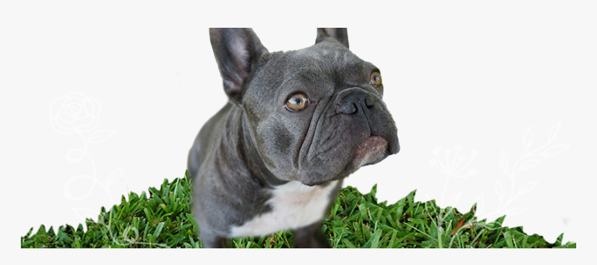 Violet The Blue And White Brindle Rare Mini French - French Bulldog, HD Png Download, Free Download