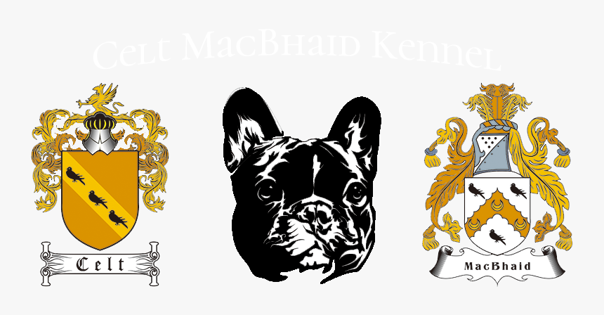 Celt Macbhaid - French Bulldog, HD Png Download, Free Download