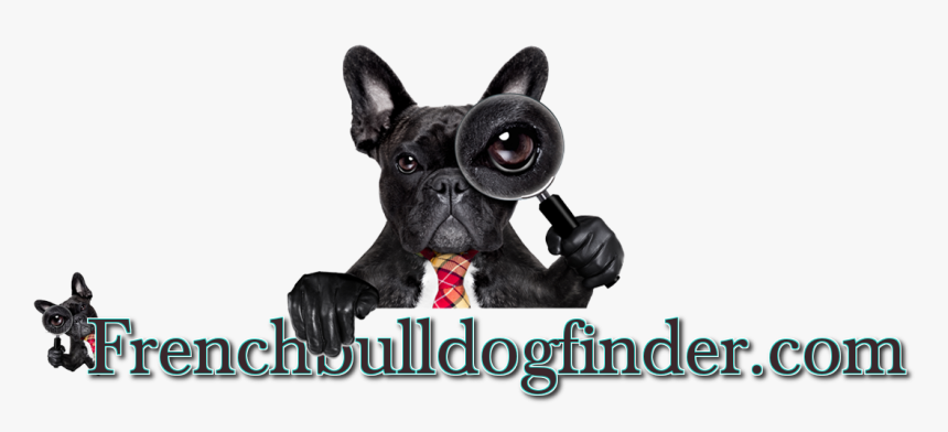 Free French Bulldog Listings - French Bulldog, HD Png Download, Free Download