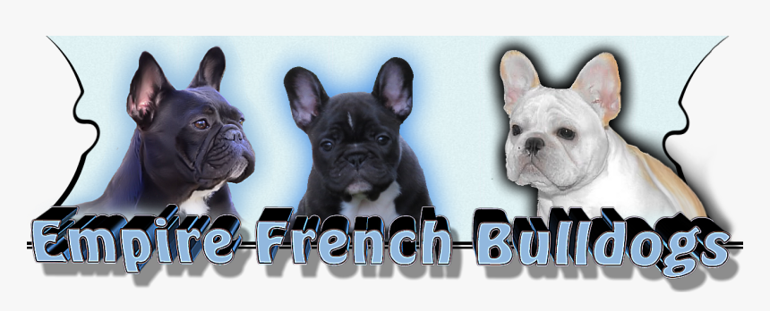 French Bulldog, HD Png Download, Free Download