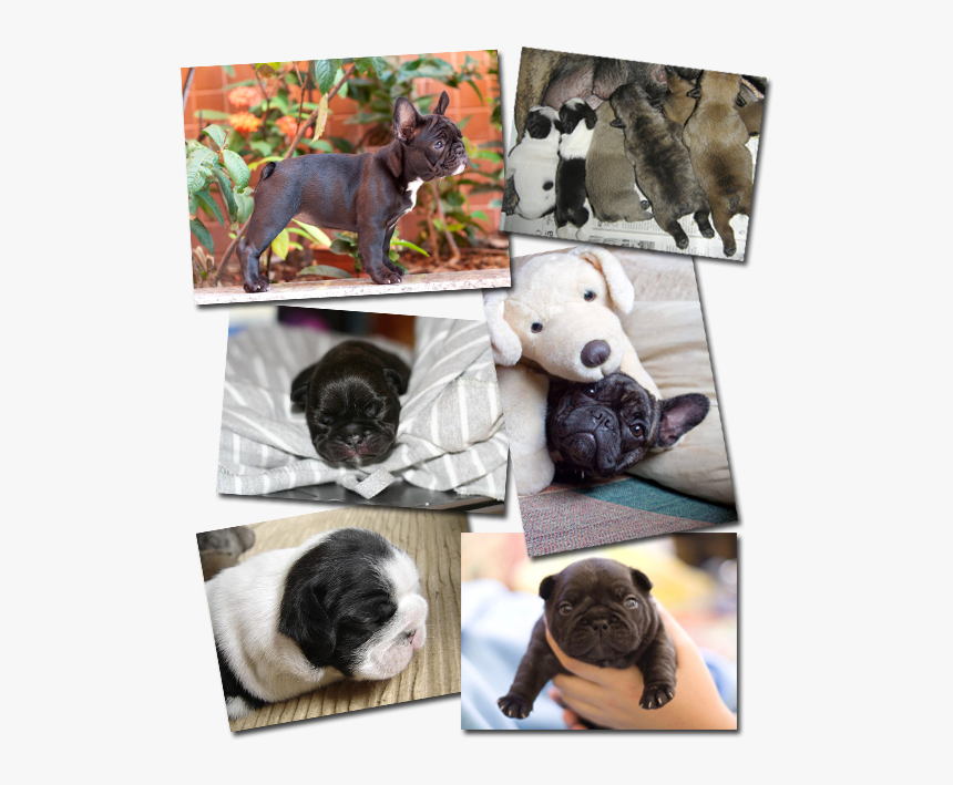 Vixbull French Bulldog Puppies - French Bulldog, HD Png Download, Free Download