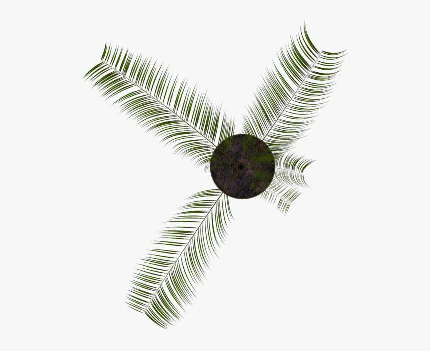 Transparent Palm Branch Png - Roystonea, Png Download, Free Download