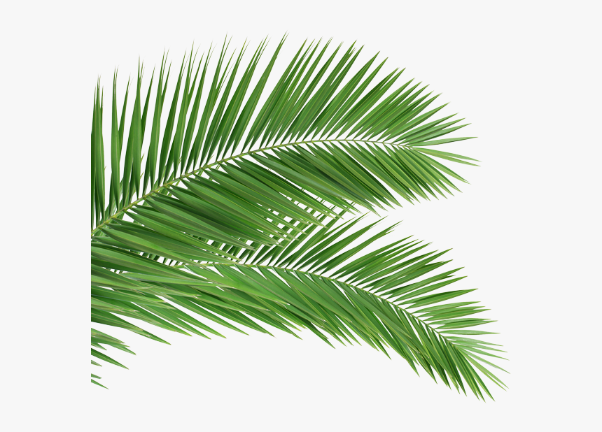 Palm Tree Branch Png , Png Download - Palm Leaves, Transparent Png, Free Download