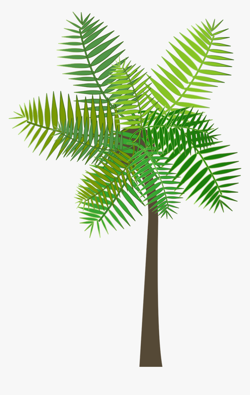 Graphic, Palm Tree, Palm, Tree, Sea, Beach, Summer - Roystonea, HD Png Download, Free Download