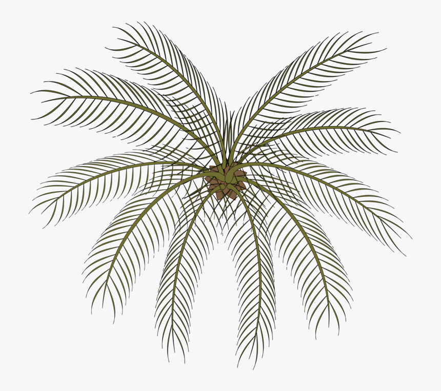 Plant,leaf,symmetry - Palm Small Top View Png, Transparent Png, Free Download