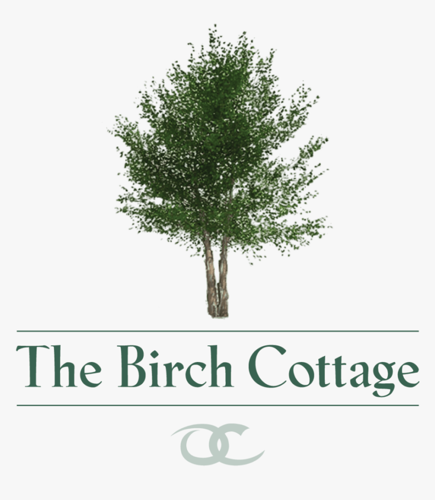 Transparent River Birch Png - River Birch Tree Png, Png Download, Free Download