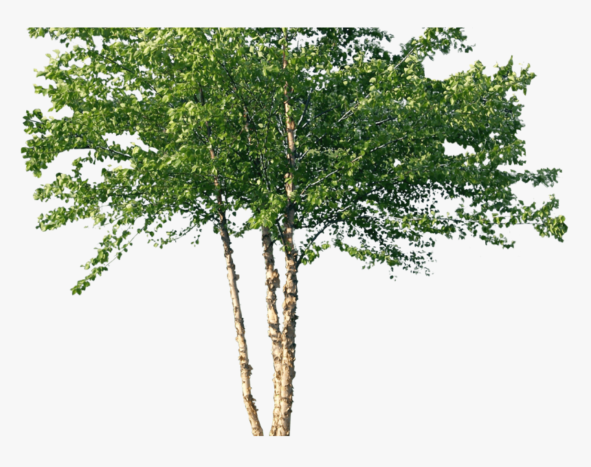 River Birch Tree Png, Transparent Png, Free Download