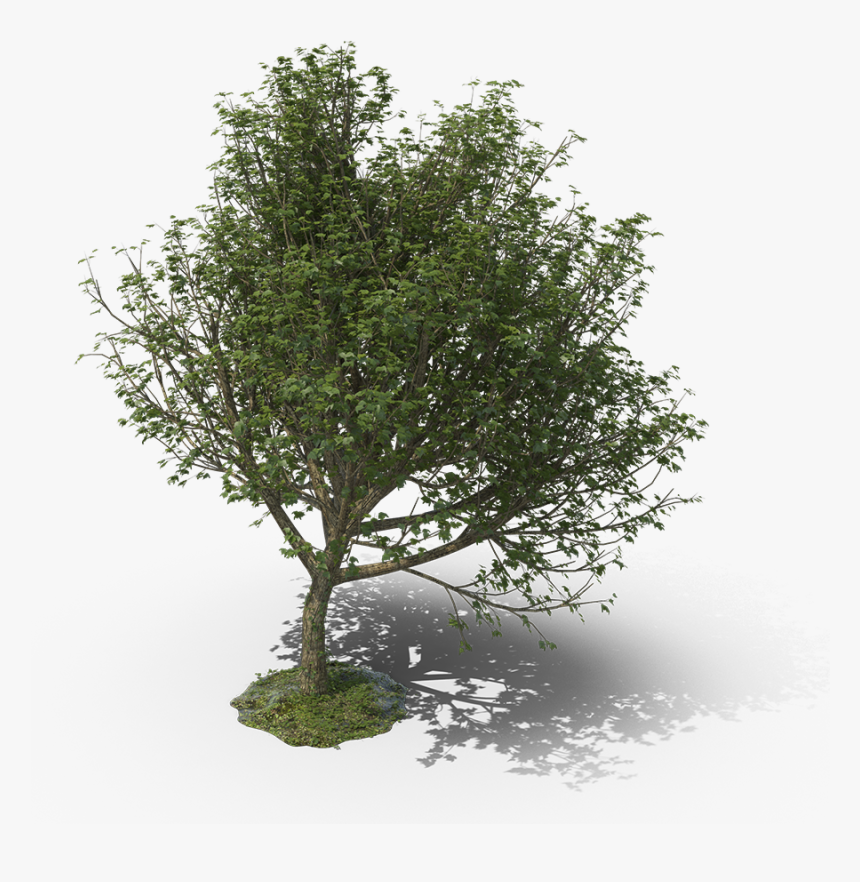 Transparent River Birch Png - Mexican Pinyon, Png Download, Free Download