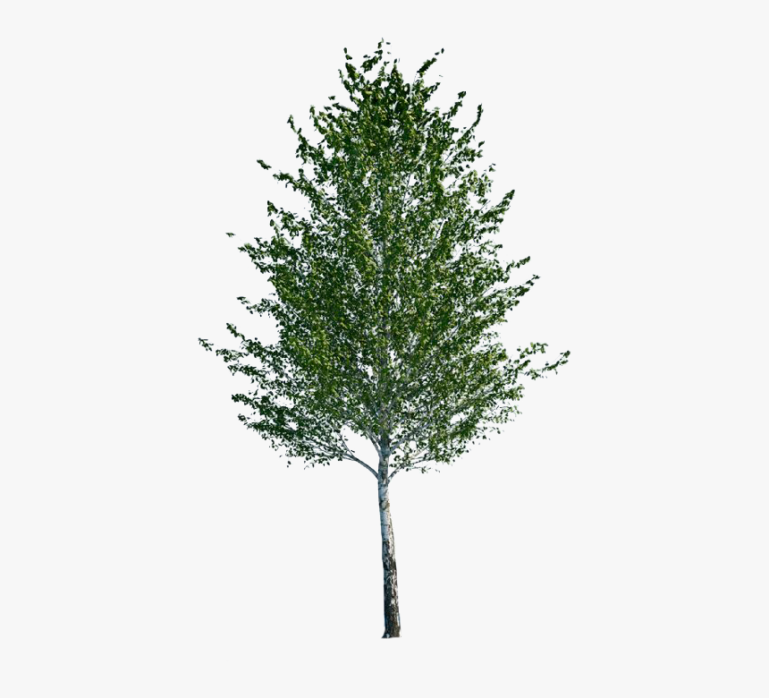 River-birch - Aspen Tree Cut Out, HD Png Download, Free Download