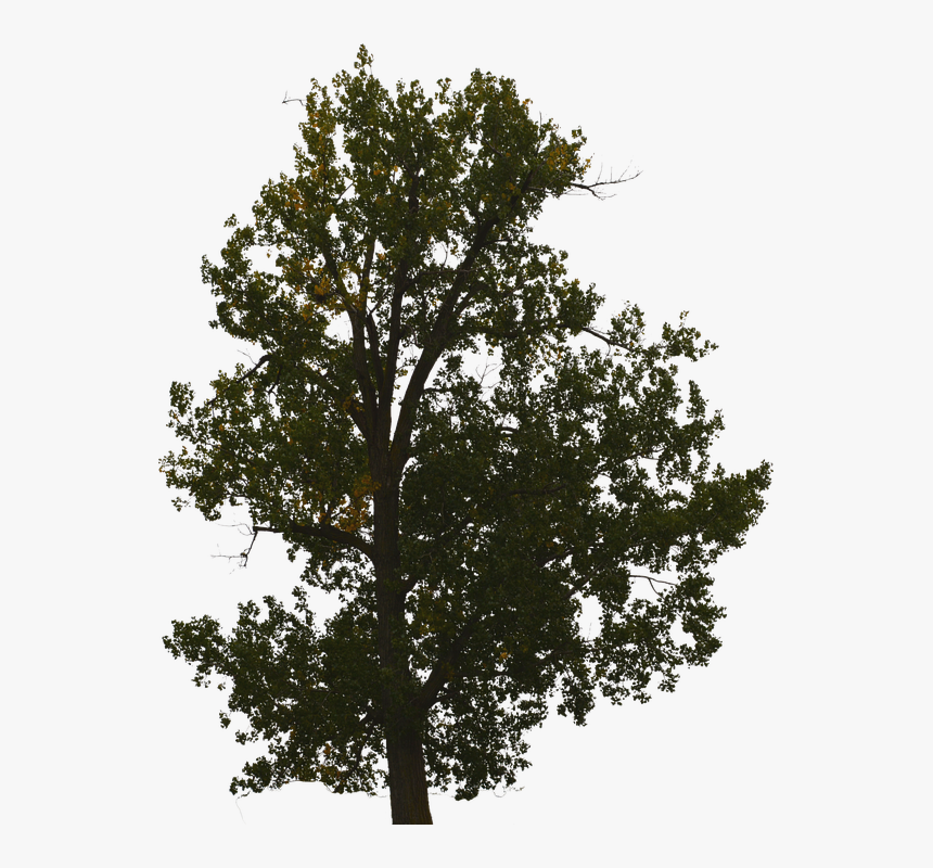 Tree With No Background, Tree With Leaves, Forest - Arbol Sin Fondo Png, Transparent Png, Free Download