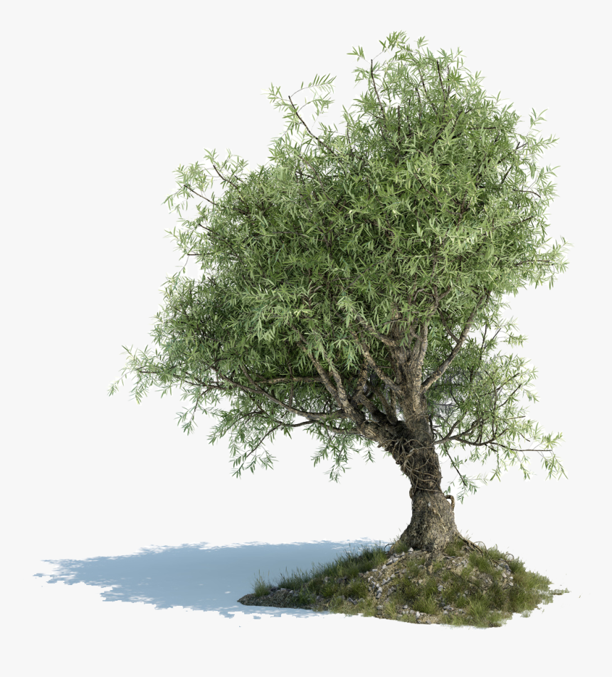 Old Olive Tree Png - Leaf Of Olive Tree Png, Transparent Png, Free Download