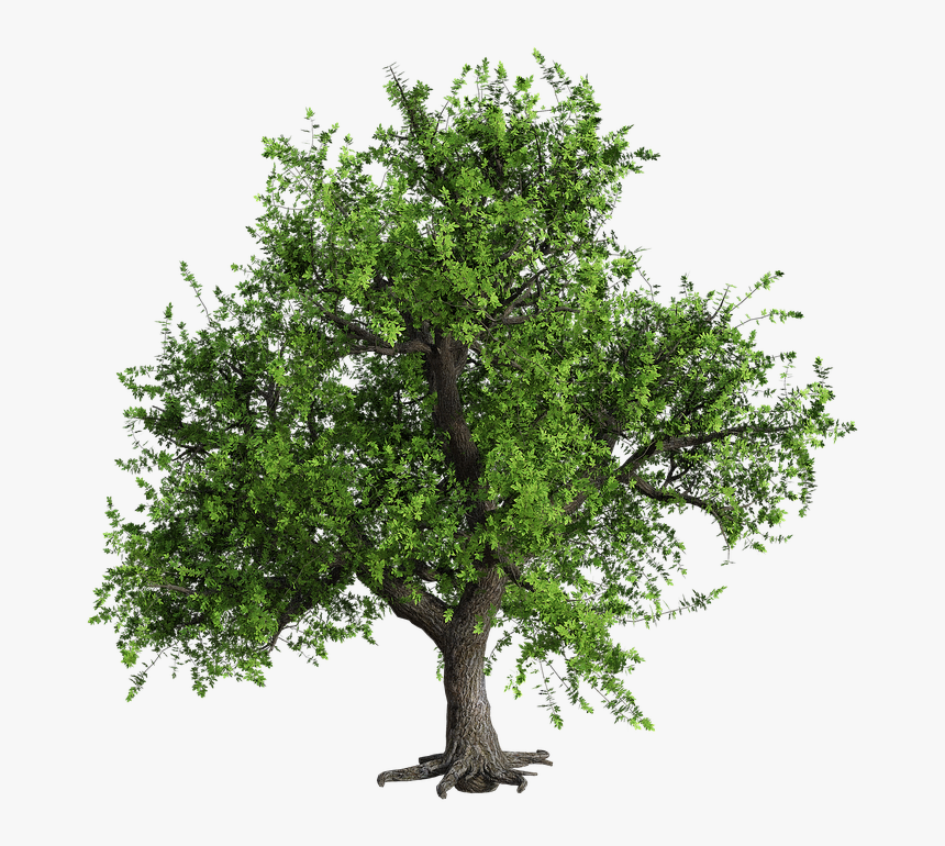 Tree, Green, The Bark, Trunk, Seasonal, Landscape - Baum Photoshop, HD Png Download, Free Download