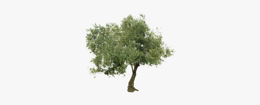 Olive Tree White Background, HD Png Download, Free Download