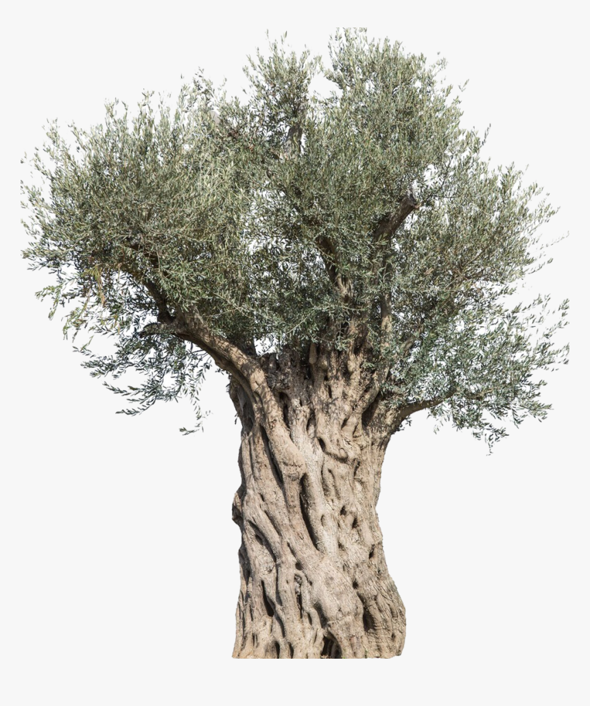 Olive Stock Photography Tree Mediterranean Cuisine - Olive Tree Transparent Png, Png Download, Free Download