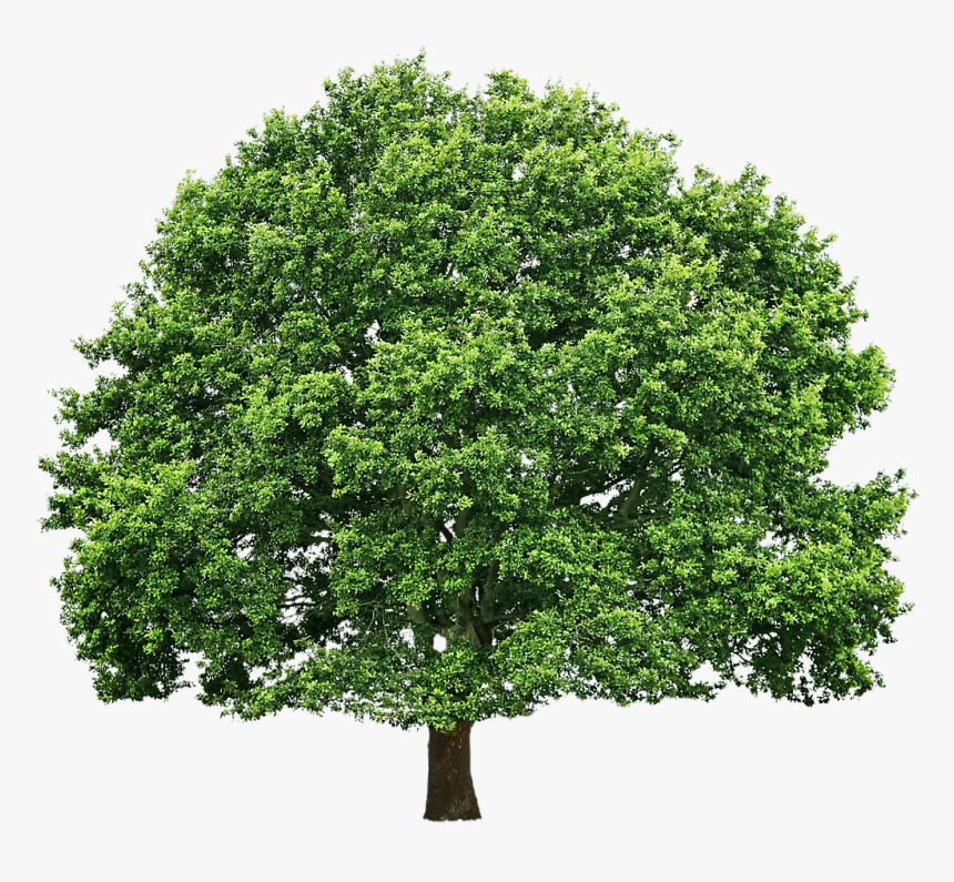 Oak Png Free Download - Transparent Background Oak Tree Png, Png Download, Free Download