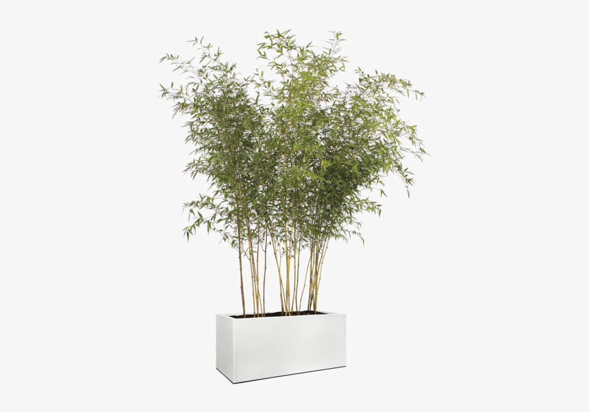 Phyllostachys Nigra Pots, HD Png Download, Free Download