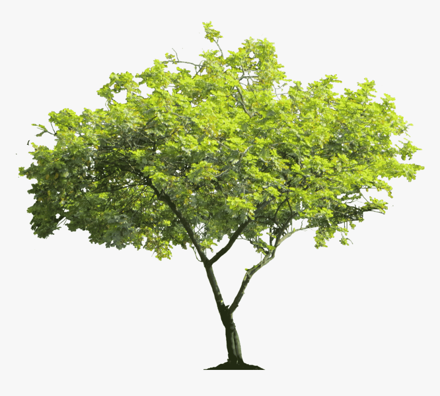 High Resolution Trees Png, Transparent Png, Free Download