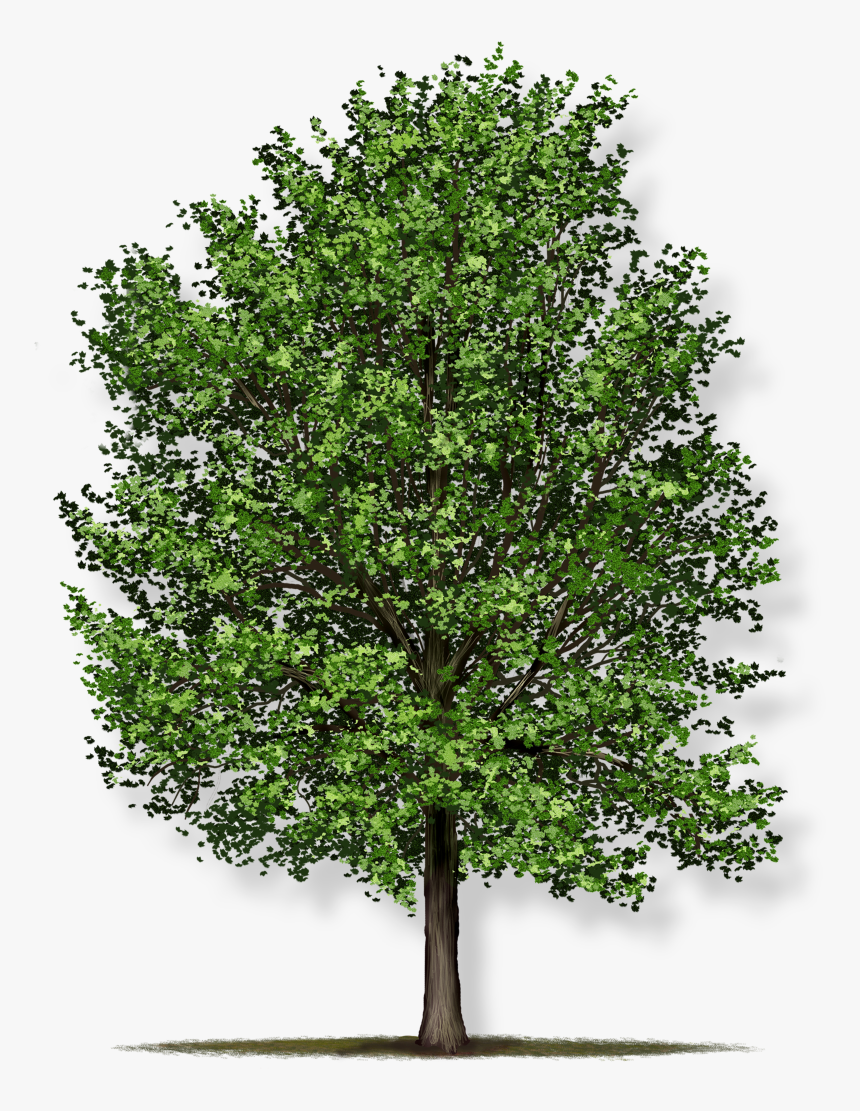 Red Maple Tree Png, Transparent Png, Free Download
