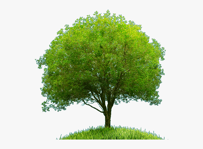 Tree, HD Png Download, Free Download