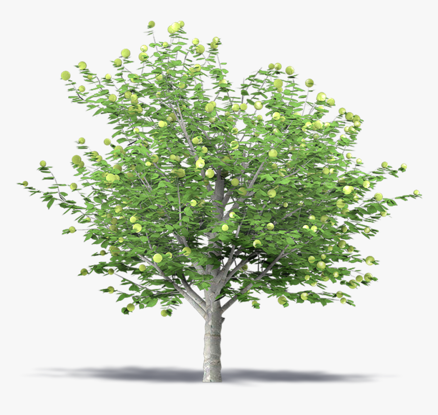 Apple Tree - Green Apple Tree Png, Transparent Png, Free Download