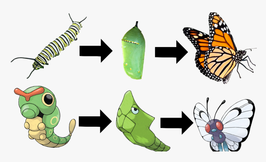 Evolution Of Butterfly Animation, HD Png Download, Free Download