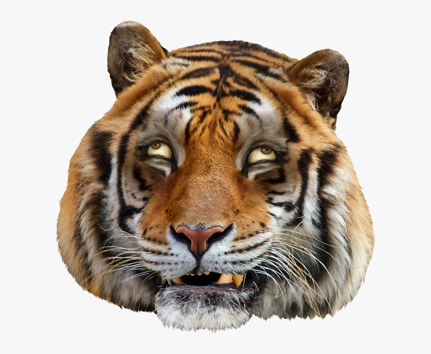 Marwell Wildlife, HD Png Download, Free Download