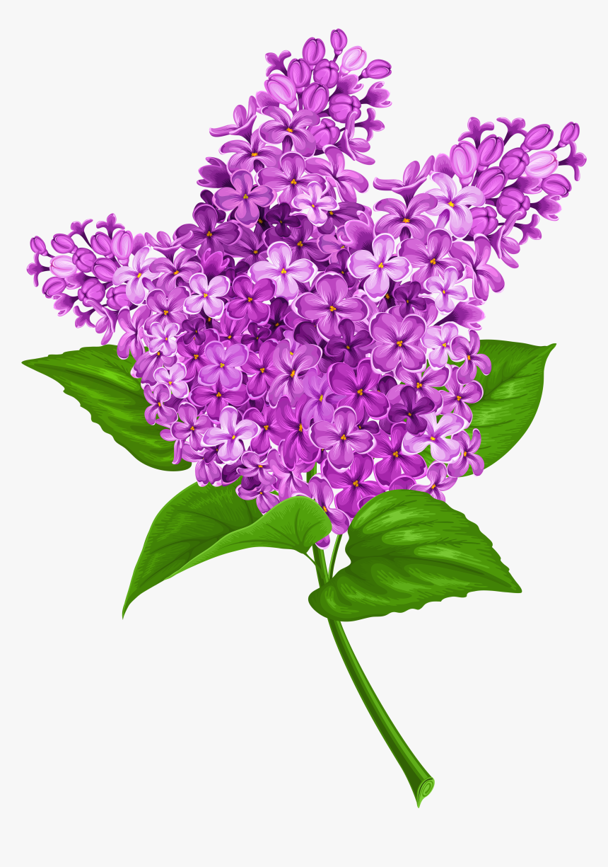 Transparent Clip Art Image - Lilac Clipart Png, Png Download, Free Download