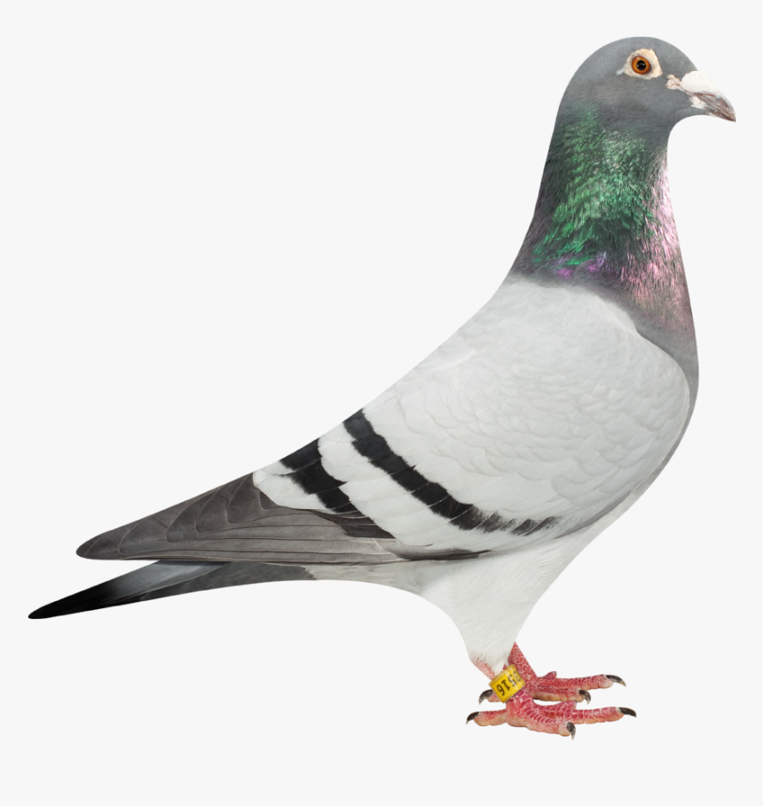 Transparent Background Pigeon Png, Png Download, Free Download