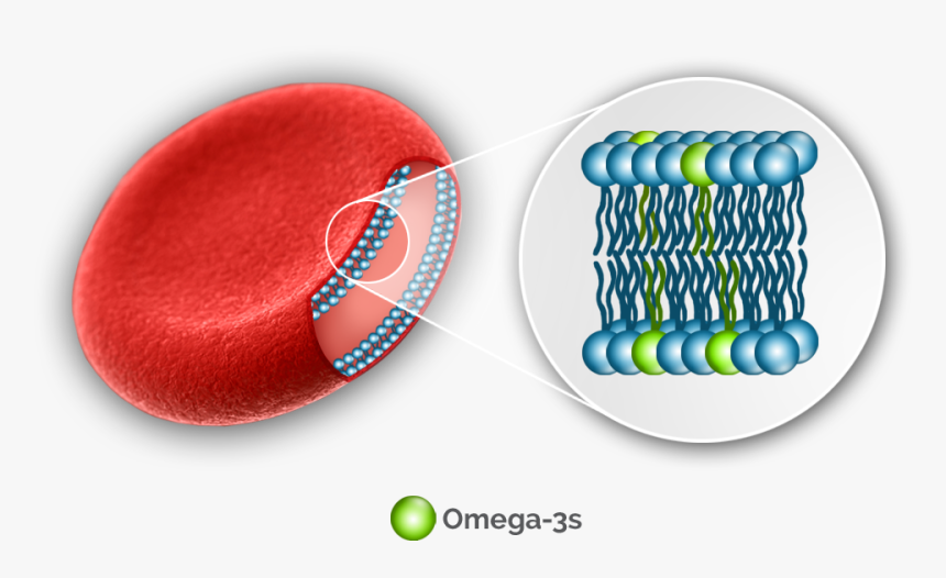 Omega 3 And The Cell, HD Png Download, Free Download