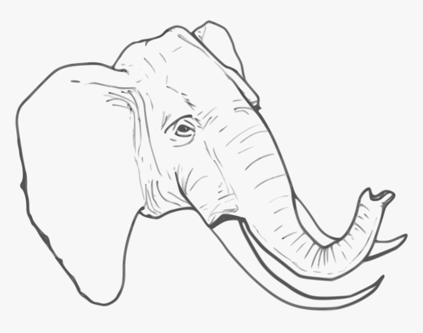 Line Drawing Png - Elephant Head Artwork Png, Transparent Png, Free Download