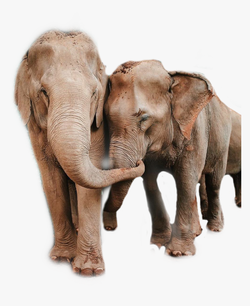 Transparent Elephant Head Png - Happy Mothers Day Elephant Meme, Png Download, Free Download