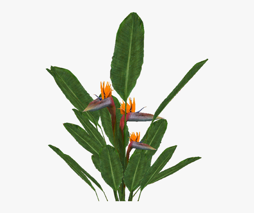 Bird Of Paradise Png, Transparent Png, Free Download