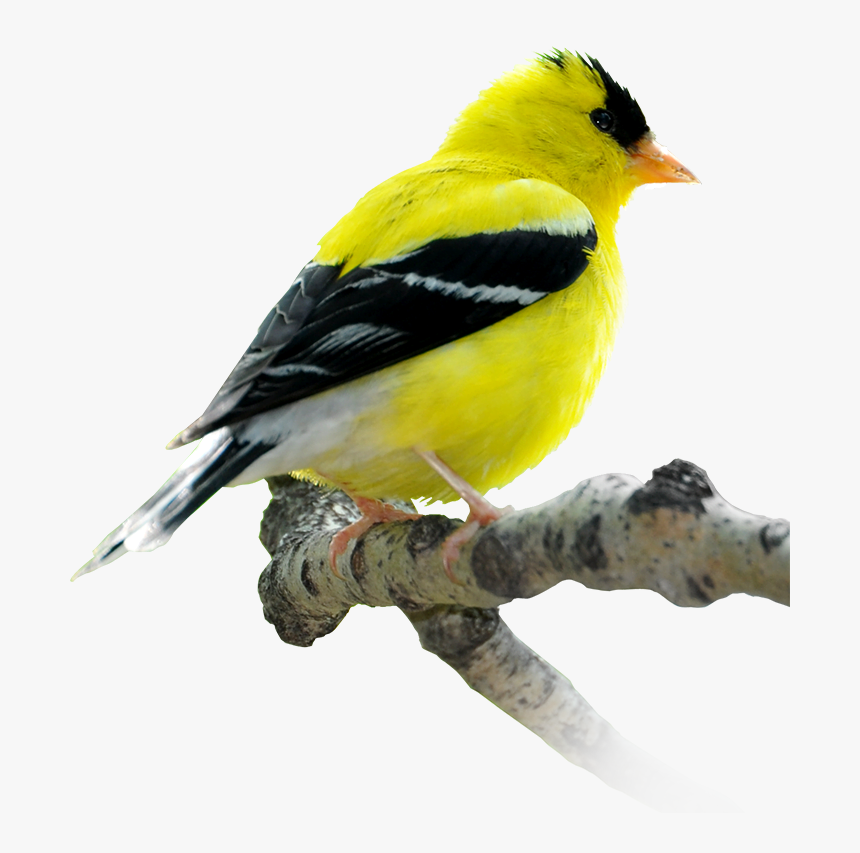 Winnipeg Birds, HD Png Download, Free Download