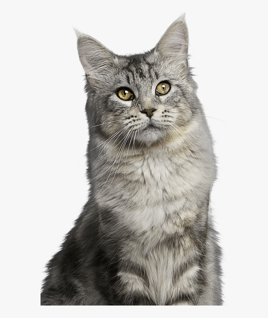 Cat Sitting Up Straight, HD Png Download, Free Download