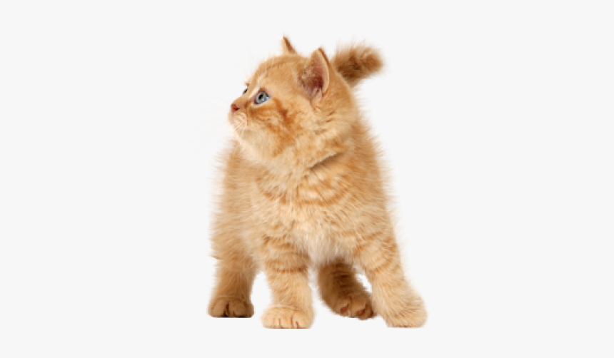 Cat Png - Gumball And Darwin Realistic, Transparent Png, Free Download