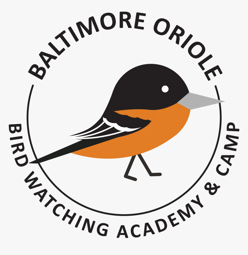 Transparent Baltimore Orioles Logo Png - Old World Flycatcher, Png Download, Free Download