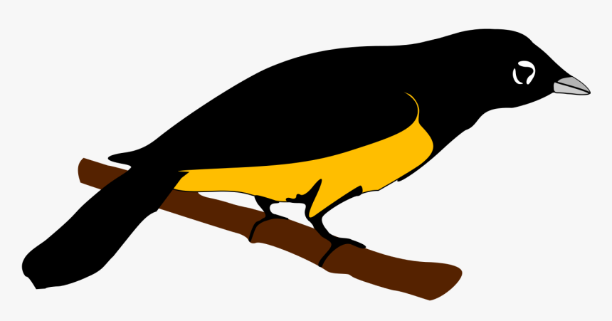 Montserrat Oriole Png, Transparent Png, Free Download