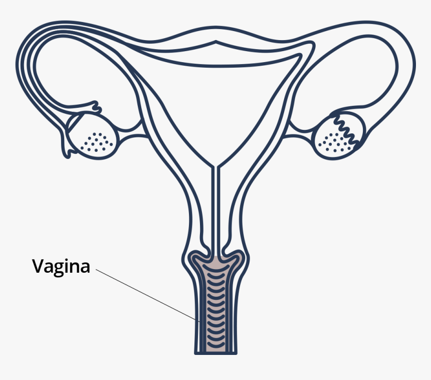 Located Right Below Your Urethral Opening, The Vagina - Drawing, HD Png Download, Free Download