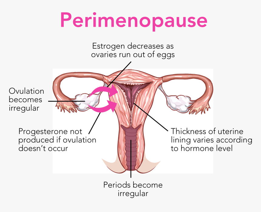 Diagram , Png Download - Menopause Diagram, Transparent Png, Free Download