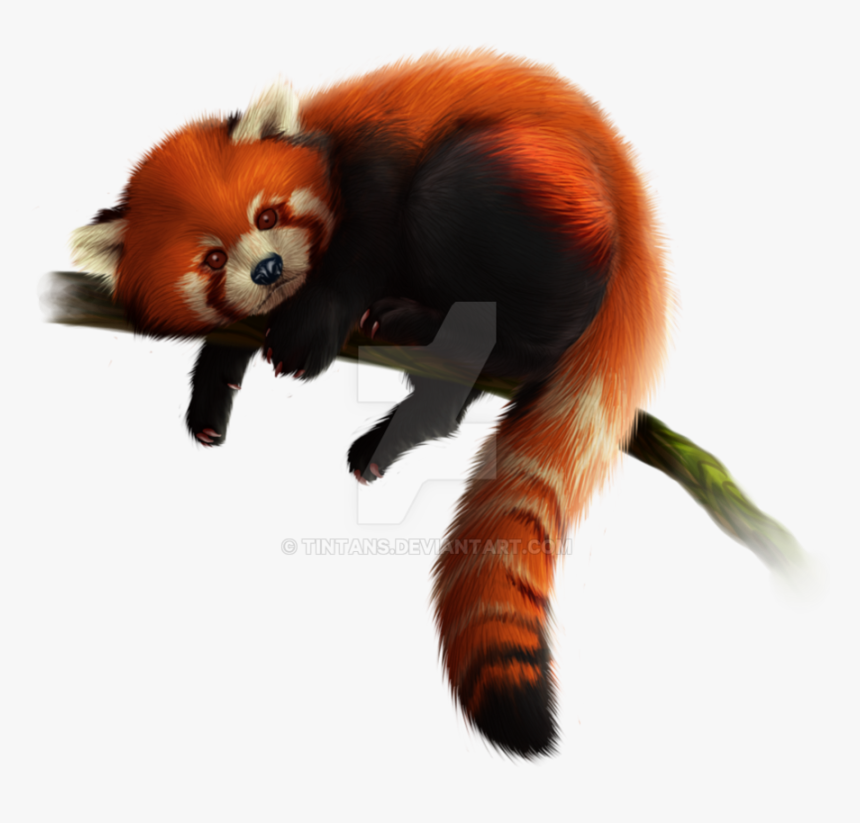 Red Panda Free Download Png - Red Panda Png File, Transparent Png, Free Download