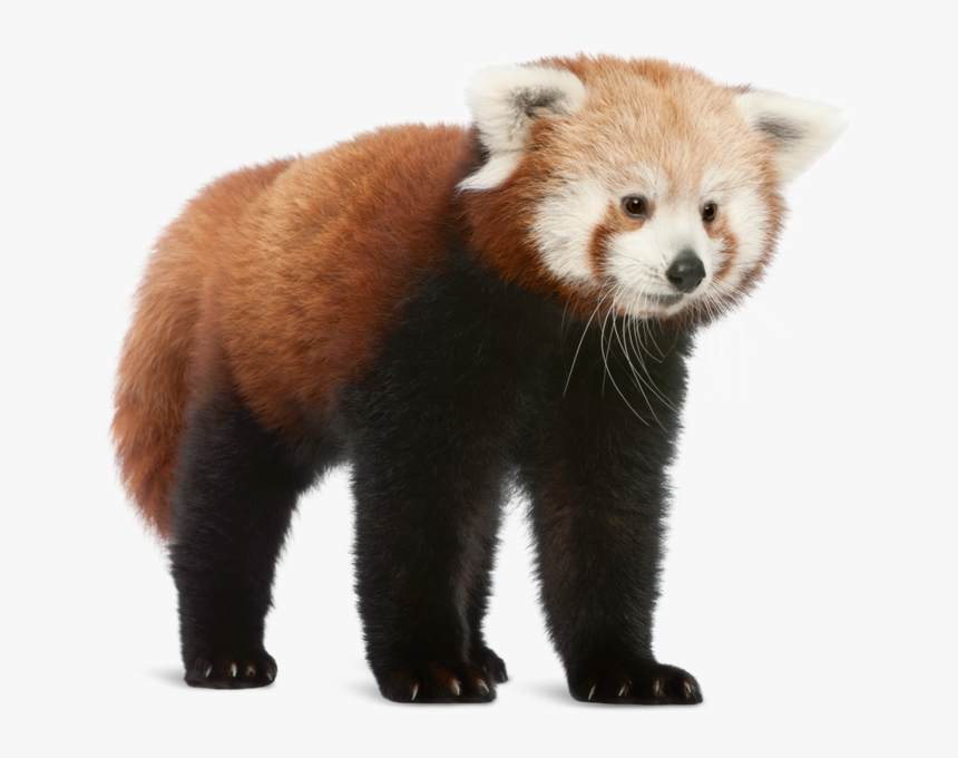 Transparent Red Panda Png - Download Photo Of Red Panda, Png Download, Free Download