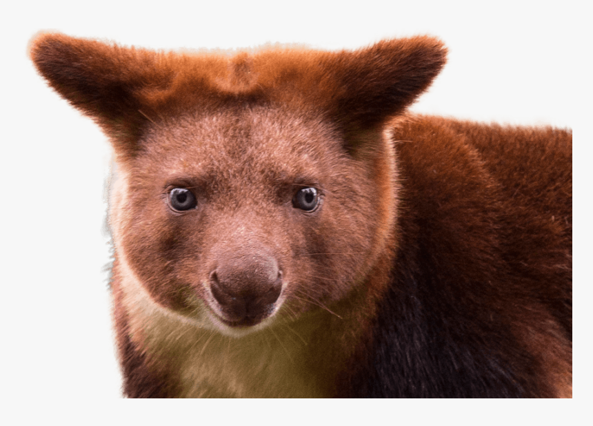 Tree Kangaroo Transparent Background, HD Png Download, Free Download