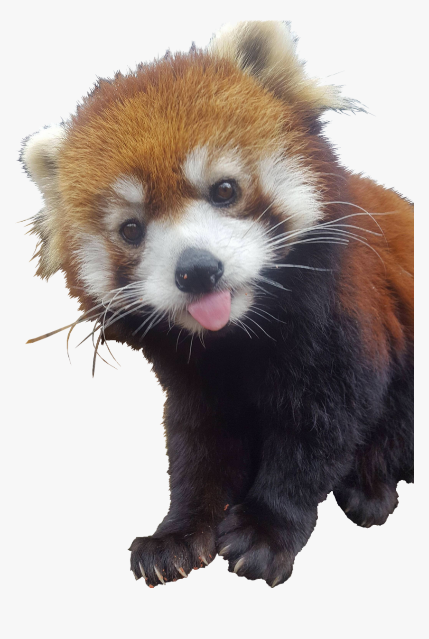 Red Panda Raccoon , Png Download - Red Panda Tongue Out, Transparent Png, Free Download