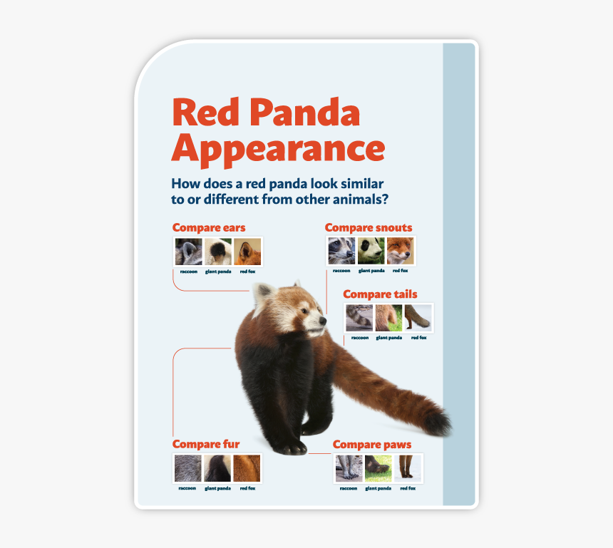 Zoo-02 - Red Panda, HD Png Download, Free Download