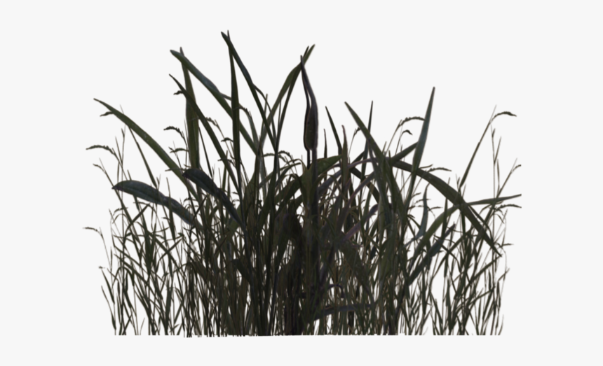 Swamp Grass 01 By Wolverine04 - Black And White Grass Png, Transparent Png, Free Download