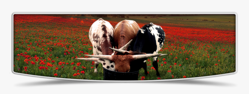 Cattle, HD Png Download, Free Download