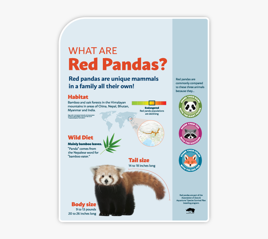 Zoo-01 - Red Panda, HD Png Download, Free Download